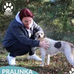 Pies do adopcji, Dąbrówka, 17 października 2025