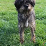 Pies do adopcji, Grudziądz, 3 października 2025