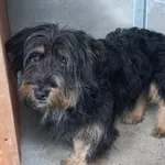 Znaleziono psa, Henrykowo, 7 października 2025