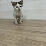 Znaleziono kota, Czartki, 16 października 2025