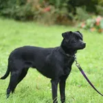 Pies do adopcji, Ropczyce, 15 października 2025