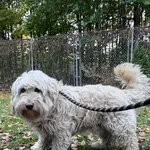 Pies do adopcji, Włocławek, 16 października 2025