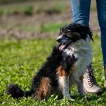 Pies do adopcji, Racławice, 11 października 2025