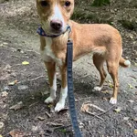 Pies do adopcji, Sopot, 14 października 2025