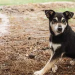 Pies do adopcji, Chełmek, 15 kwietnia 2025