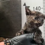 Znaleziono kota, Chełmek, 17 października 2025