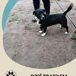 Znaleziono psa, Dąbrówka, 13 października 2025