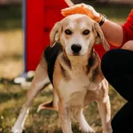 Ozzi 616093903027108