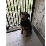 Znaleziono psa, Białystok, 15 października 2025