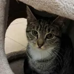 Kot do adopcji, Olsztyn, 29 września 2025