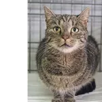 Kot do adopcji, Wrocław, 12 października 2025