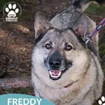 Pies do adopcji, Dąbrówka, 16 października 2025