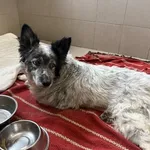 Pies do adopcji, Kraków, 28 września 2025