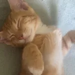 Zaginął kot, Góra Puławska, 17 października 2025