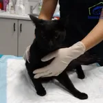 Znaleziono kota, Szczecin, 17 października 2025