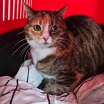 Znaleziono kota, Gdańsk, 11 października 2025