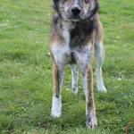 Pies do adopcji, Grudziądz, 3 października 2025