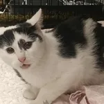 Kocurek poz. 25/778/K