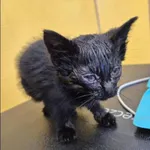 Znaleziono kota, Grudziądz, 15 października 2025