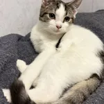 Znaleziono kota, Chojnice, 5 października 2025