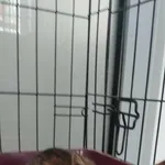 Znaleziono kota, Grudziądz, 27 września 2025