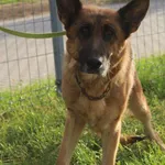 Pies do adopcji, Grudziądz, 3 października 2025