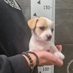 Znaleziono psa, Chełmek, 13 października 2025