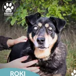 Pies do adopcji, Dąbrówka, 16 października 2025