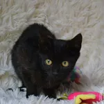 Kot do adopcji, Chełmek, 16 września 2025