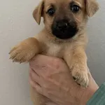 Znaleziono psa, Lublin, 13 października 2025