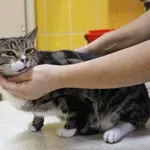 Znaleziono kota, Łódź, 16 października 2025