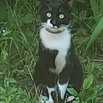 Zaginął kot, Łódź, 14 października 2025