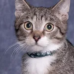 Kot do adopcji, Gdańsk, 14 października 2025