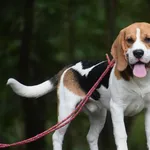 Znaleziono psa, Toruń, 19 sierpnia 2025