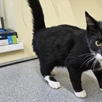 Kot do adopcji, Choszczno, 13 października 2025