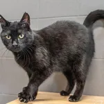 Kot do adopcji, Sopot, 14 października 2025