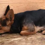 Znaleziono psa, Łódź, 15 października 2025