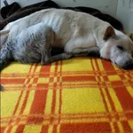 Znaleziono psa, Grudziądz, 18 października 2025