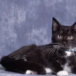 KISZKA