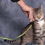 Kot do adopcji, Gdańsk, 14 października 2025