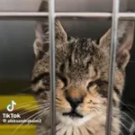 Kot do adopcji, Radom, 15 października 2025