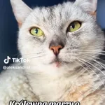 Kot do adopcji, Radom, 9 listopada 2025