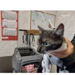 Znaleziono kota, Białystok, 29 września 2025