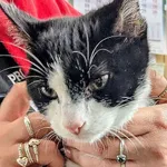 Znaleziono kota, Gdańsk, 18 października 2025