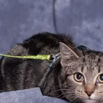 Kot do adopcji, Gdańsk, 14 października 2025