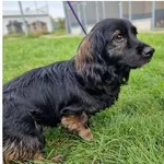 Znaleziono psa, Wrocław, 28 września 2025