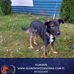 Znaleziono psa, Dębniak, 14 października 2025