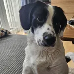 Znaleziono psa, Łódź, 15 października 2025