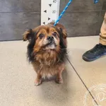 Przyjęty: 2025-10-18 Gmina: Andrychów Płeć: Pies Opis: mieszaniec, rudo-białe