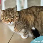 Kot do adopcji, Starogard Gdański, 15 października 2025